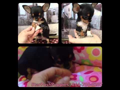 MICRO CHIHUAHUA West