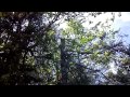 Click here to watch this video 5 25 2012 Tree damage from Funnel on 5 24 2012 in Mass City Michigan