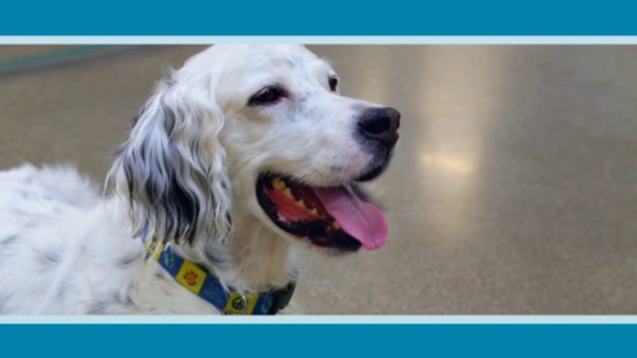 Tom Wood Subaru Commercial