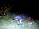 When I Was A Sparrow: A Poem By Aaron B Cohen