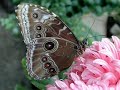 butterfly.html