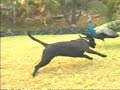 Pua the Puppy and Sunny the Peacock in Maui Pua the Puppy and Sunny the Peacock in Maui