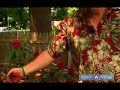 How to Prune & Care for Trees & Shrubs : How to Care for Rhododendrons & Azaleas How to Prune & Care for Trees & Shrubs : How to Care for Rhododendrons & Azaleas