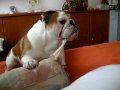 Englische Bulldogge - Ruffy - Der Zerst�rer