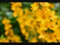 gardenphotos 0001