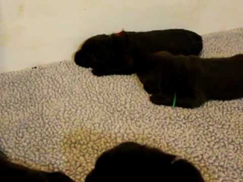 Ricochet Labradors English dark chocolate Lab puppies