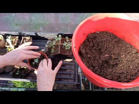 how to transplant kale seedlings