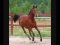 Bellarus, hingst född 2009, e. Ludwigs Champion, TILL SALU!