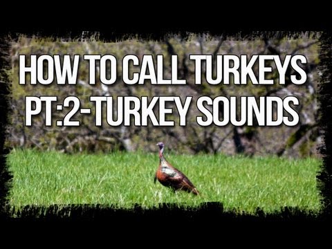 turkeys - In the second part of our calling series,Jared talks about the 3 main turkey sounds you need to know before hitting the spring turkey woods,check it out! And...
