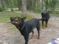 Beauceron