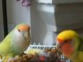 Mineo & Monce Eating Millet