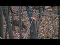 buck grunt buck grunt