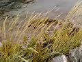 Windy Stenungsund