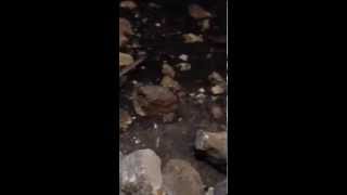 ڤيديو من عين قرية الشجرة قضاء طبريّا . إياد حياتله  3/8/2014