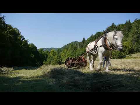 les foins touchent à leur fin La petite ferme de Chanon