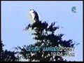 Pinguino en un Pino. Ja. Ja. Ja.