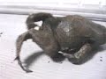 パグガエル テヅカミネコメガエル