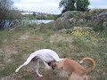 Barbie (hembra podenco) y Rica (hembra bodeguero ratonero) Barbie (hembra podenco) y Rica (hembra bodeguero ratonero)