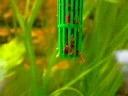 Film-album Carinotetraodon Travancoricus