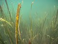 Seagrass and millions of small jellyfish in Lake Haji Buang
