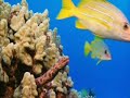 Custom Acoustic Guitar Music set to underwater footage.