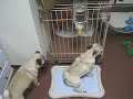 My pug Shu-mai does a wee-wee  ??????????????