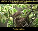 Yellow-Vented Bulbul Nesting - Day 13