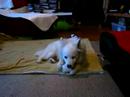 kismet likes her frosty paws