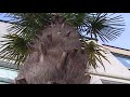 Windmill Palms - Cold hardy Palm Trees Windmill Palms - Cold hardy Palm Trees