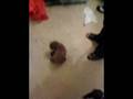 red toy poodle puppy