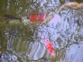 butchart-japanese-gardens-.html