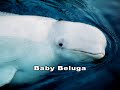 Baby Beluga