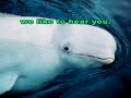 Baby Beluga Baby Beluga