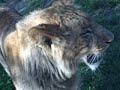 baby lion cub biting are car bore handal