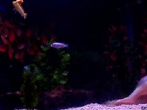 My Fish Video