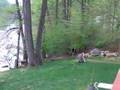 videos de Bear in Backyard