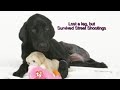 St. Bernard Pet Massacre - A Memorial