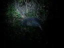 Armadillo 2