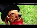Wiener Dog Nationals Movie On Channel 8 News San Diego