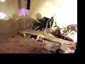 Lizard hunts crickets