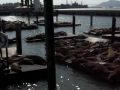 pier 39 pier 39