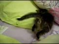 SL381072.AVI