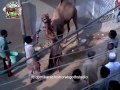 KSGStudio Camel Run After Qurbani