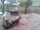 CANE CORSO 2