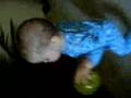 Primeros pasos Max - First steps Max