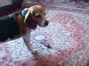 crazy beagle - Porthos and the mysterious UFO crazy beagle - Porthos and the mysterious UFO