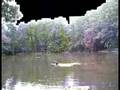 videos de Huge Carp on a 5 weight