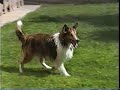 Sheltie goes nuts over hose