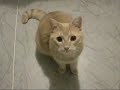 Mluv�c� kocour