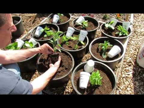 how to fertilize raised bed garden